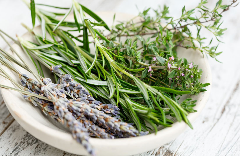 PLANTAS AROMÁTICAS