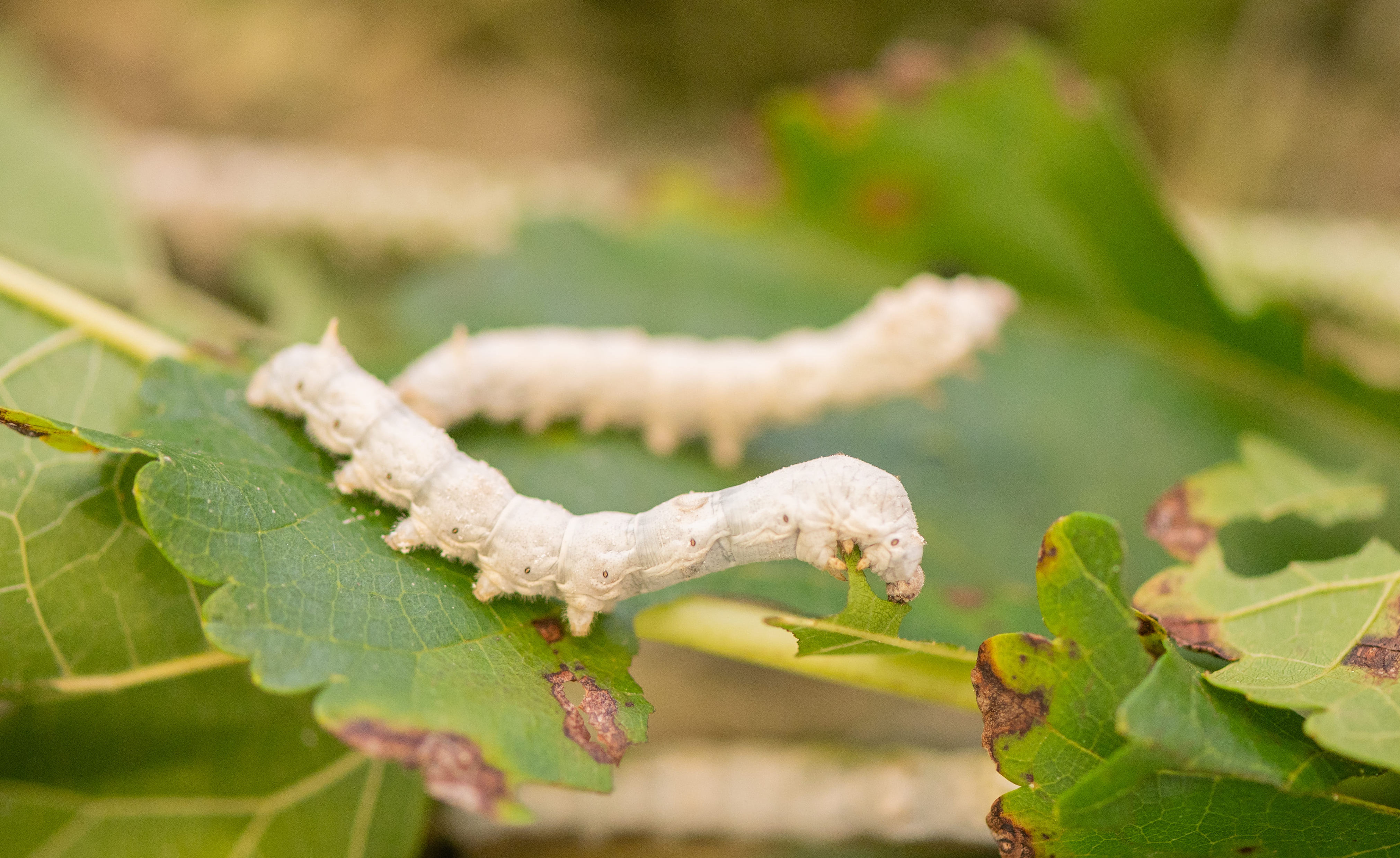 Sericultura Práctica — Iniciación al  Cultivo de Morera y Cría de Gusanos de Seda