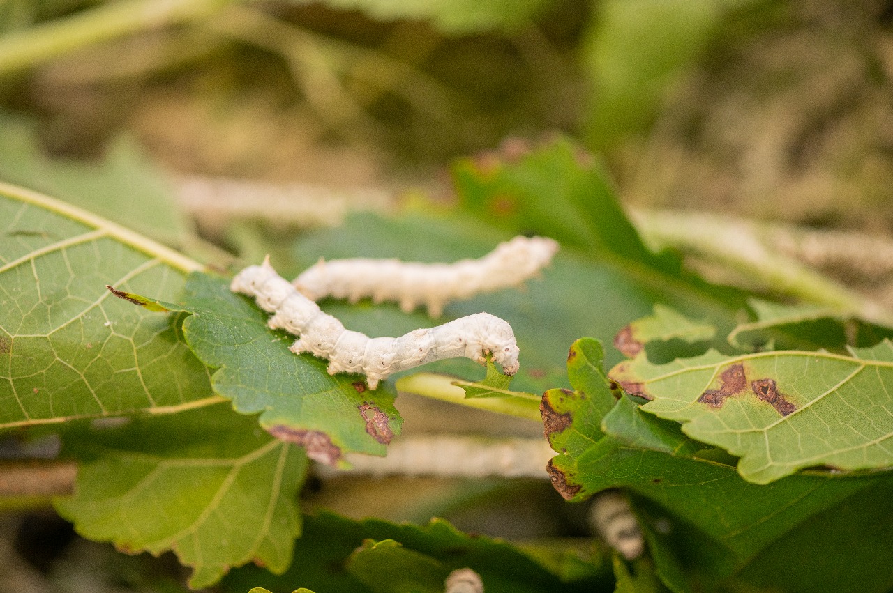 Sericultura Práctica — Iniciación al  Cultivo de Morera y Cría de Gusanos de Seda