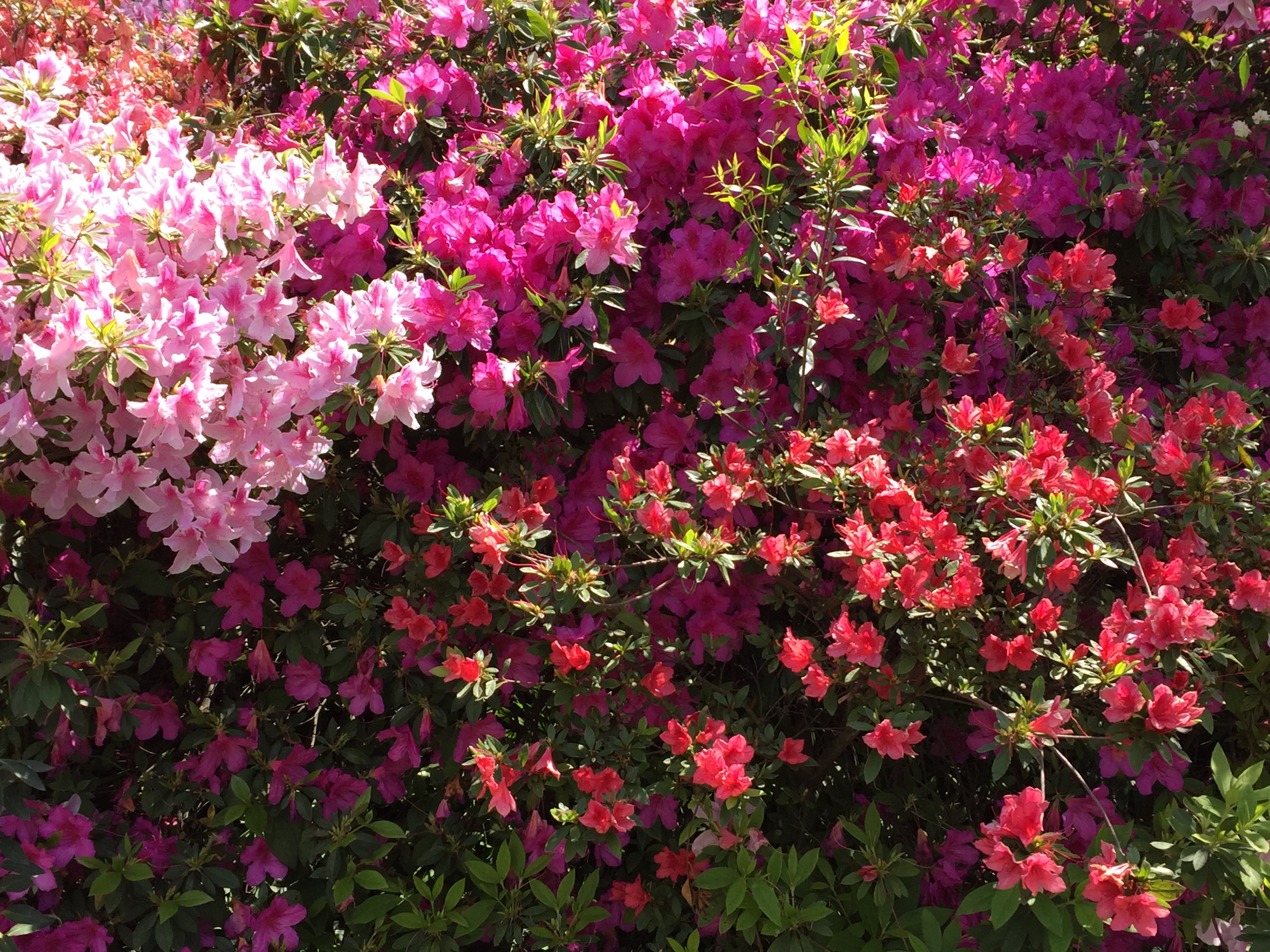 JORNADA DE AZALEAS Y ROSAS